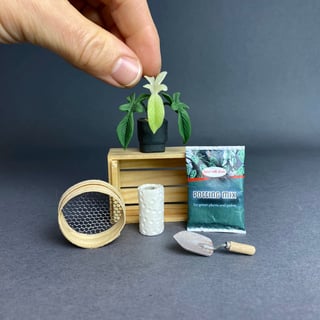 Philodendron Florida Ghost Pflanzset