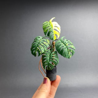 Monstera Variegata Aurea speckled