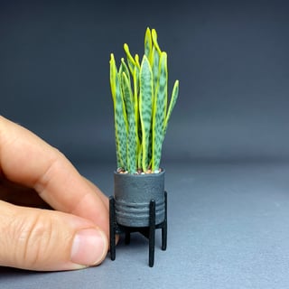 Sansevieria Laurentii