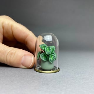 Calathea Medallion Terrarium