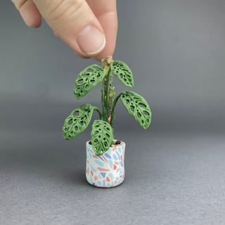 Monstera Adansonii