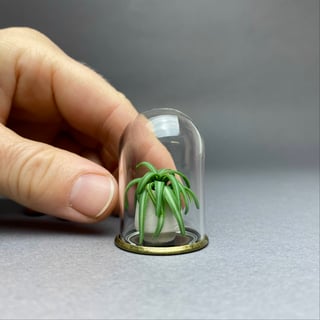 Grünlilie Terrarium
