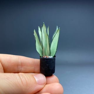 Sansevieria Moonshine