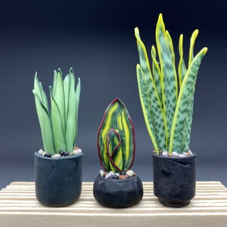 Sansevieria Set Pflegeleicht