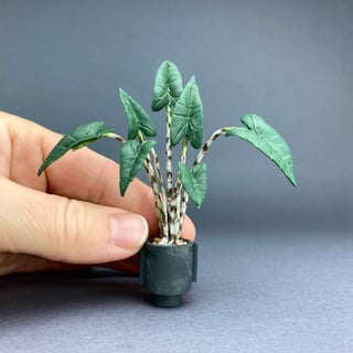Alocasia Zebrina