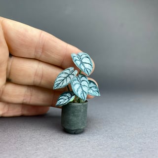 Alocasia Silver Dragon