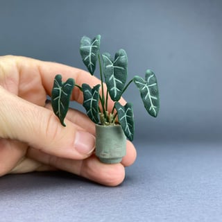 Alocasia Frydek