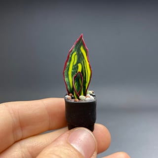 Sansevieria Wale Fin Variegata