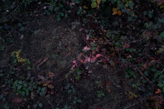 Plantscape