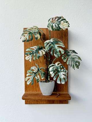 Monstera variegata big